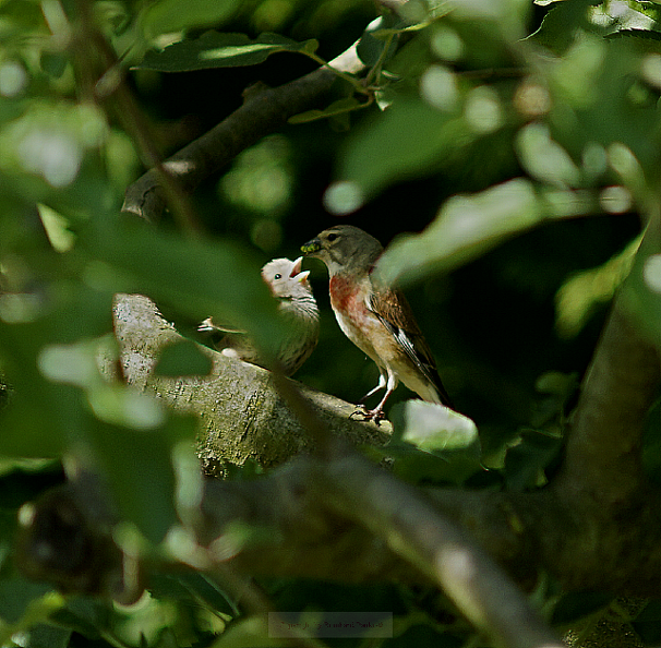 Bluthänflingfütterung 07 06 15 drei.png