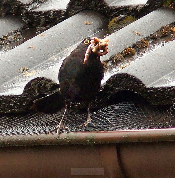 Den Mund ganz schön voll genommen.jpg